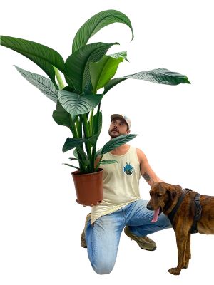 Spathiphyllum Sensation